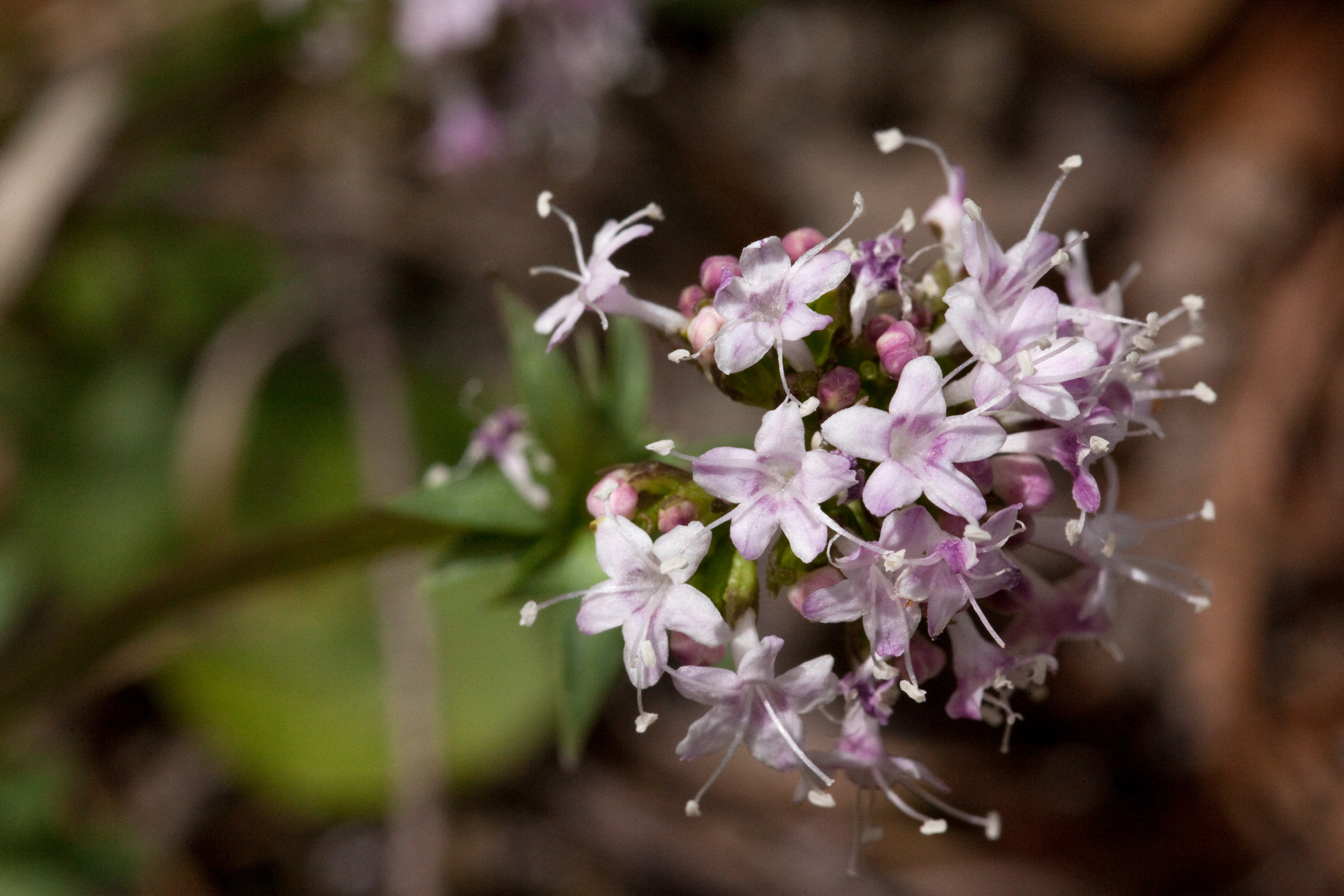 Песня в конце валериана. Valeriana alpestris. Clytra Valeriana. Валериана двудомная. Валериана Диоскорида (Valeriana dioscoridis ולריינה איטלקית)..