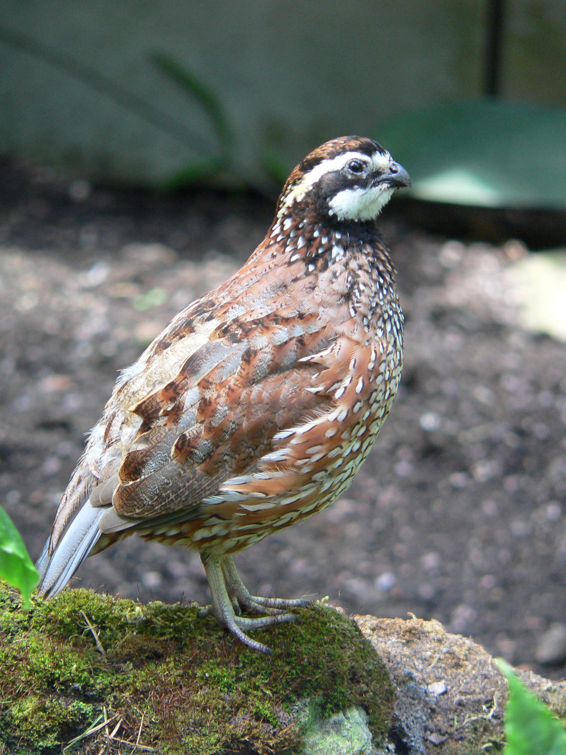 Comparison of colors of feathers from Japanese quail. On the left, the