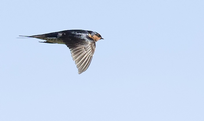 File:Welcome swallow 4 (8667948680).jpg