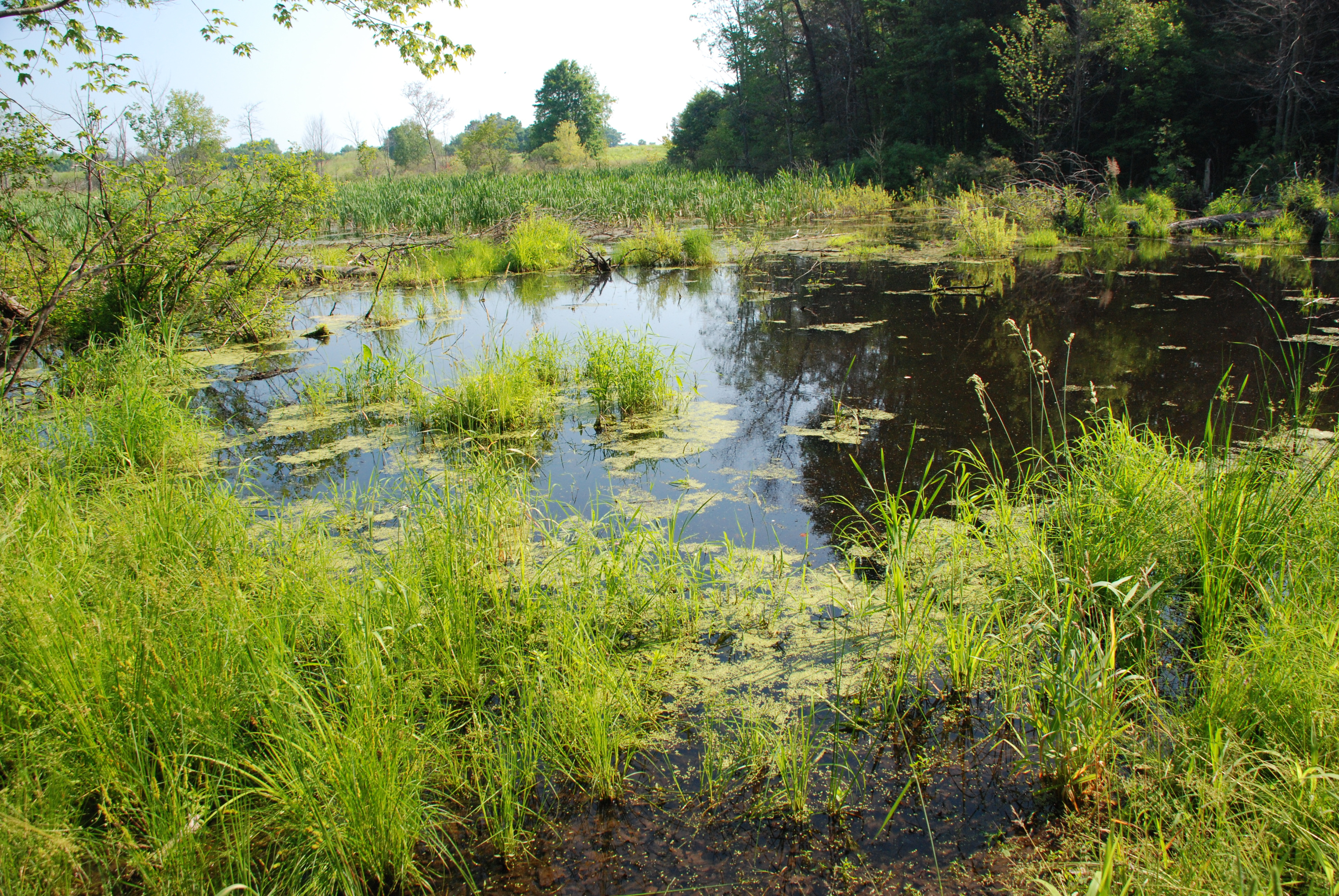 wetlands biome