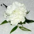 File:White carnation.jpg