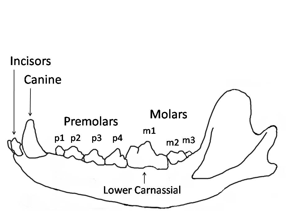 wolf anatomy diagram