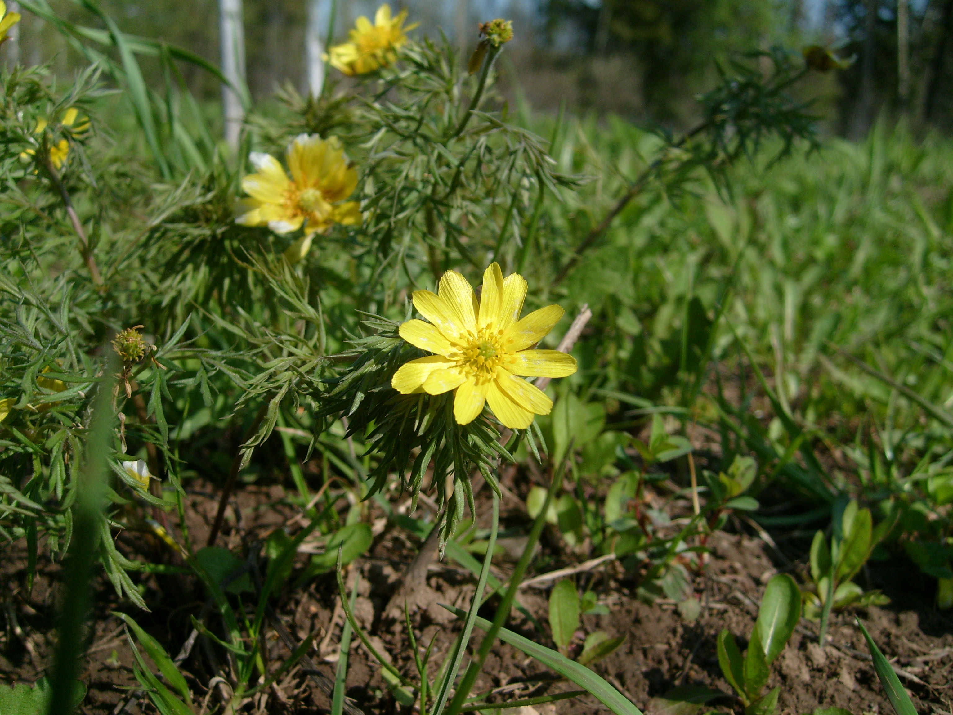 Горицвет Волжский (Adonis Wolgensis)