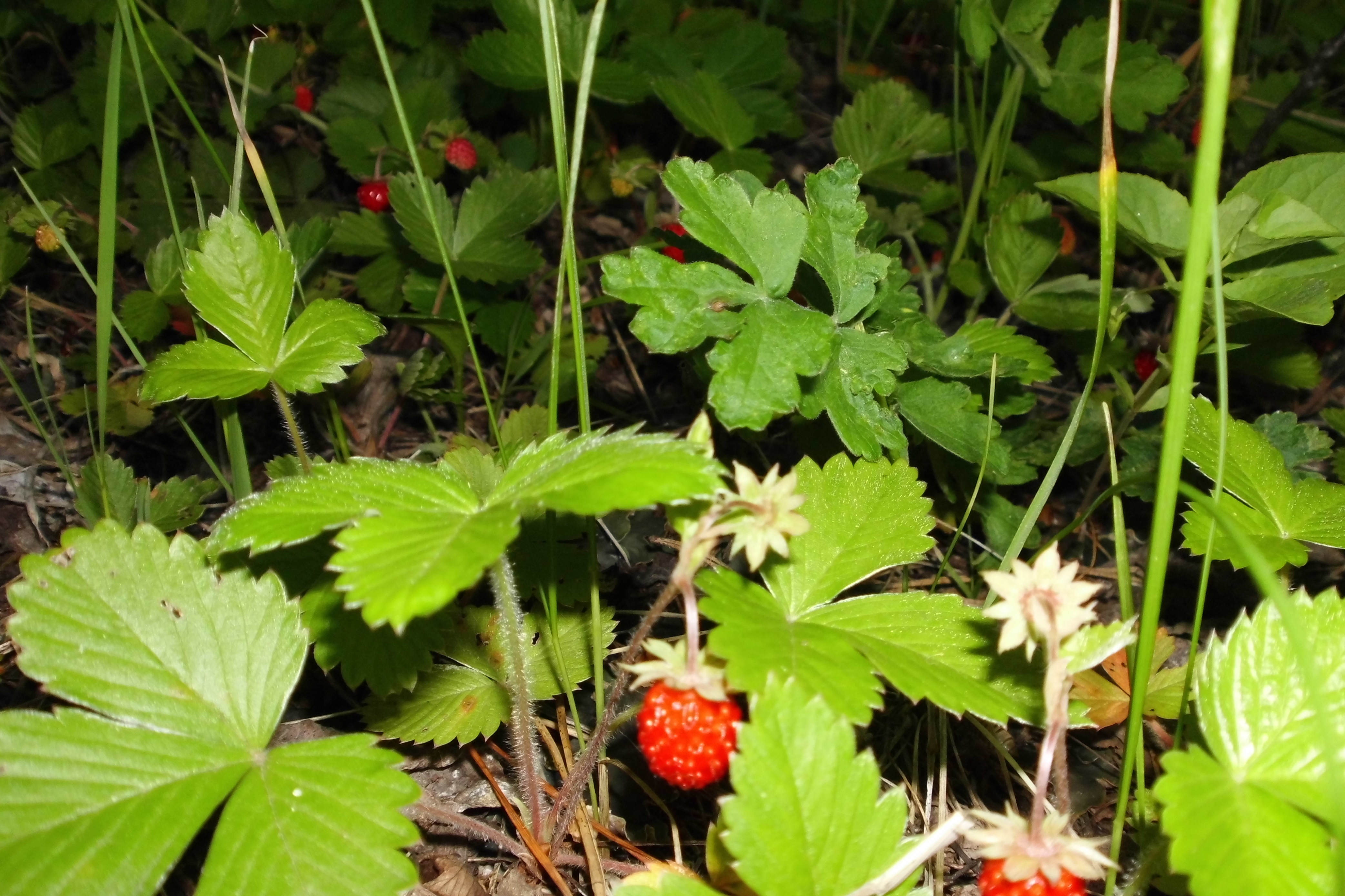 Земляника лесная описание фото. Fragaria Alioth. Земляника Лесная. Земляника Лесная семена. Fragaria Anastazja.