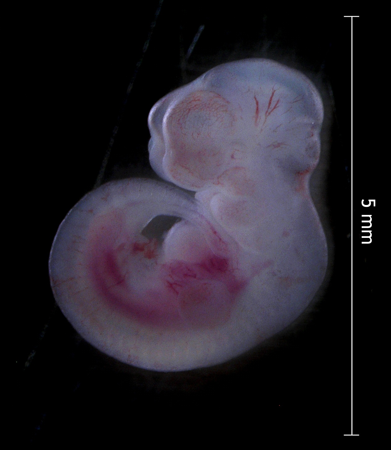 file-12-5day-murine-embryo-jpg-wikipedia