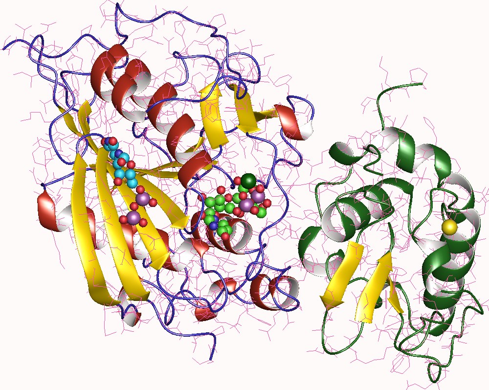 Α-лактальбумин. Альфа-лактальбумин что это. Лактозосинтаза. Lactose synthase.