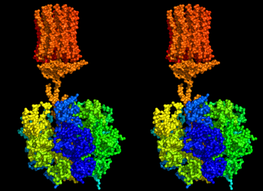 File:1qo1 stereo.png