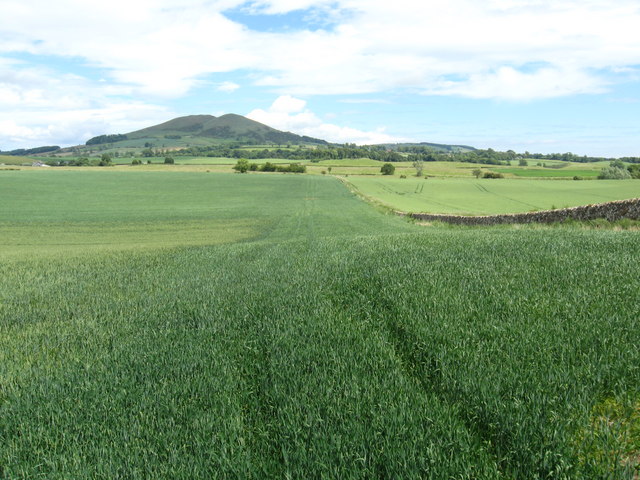 File:A crop near Little Pilmuir - geograph.org.uk - 1366645.jpg