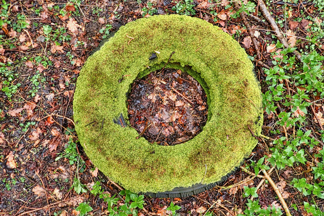 File:A mossy bagel - geograph.org.uk - 6089867.jpg