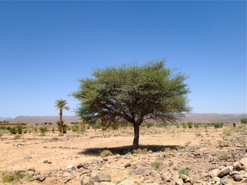 File:Acacia raddiana.jpg