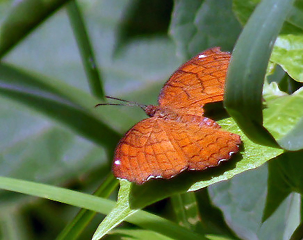 File:Angled Castor Butterfly I2 IMG 6200.jpg