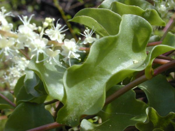 File:Anredera Cordifolia.jpg