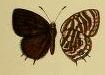 <i>Anthene inconspicua</i> Species of butterfly