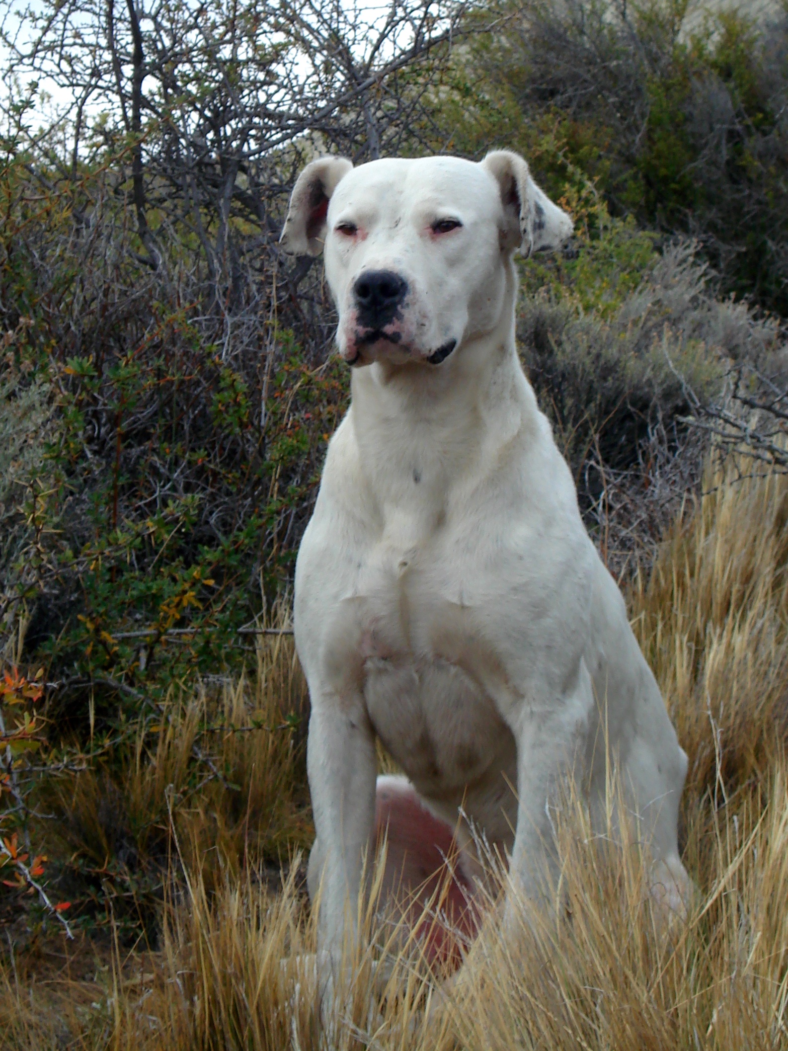 The dogo argentino, probably among the most functional contemporary  mastiffs : r/Mastiff