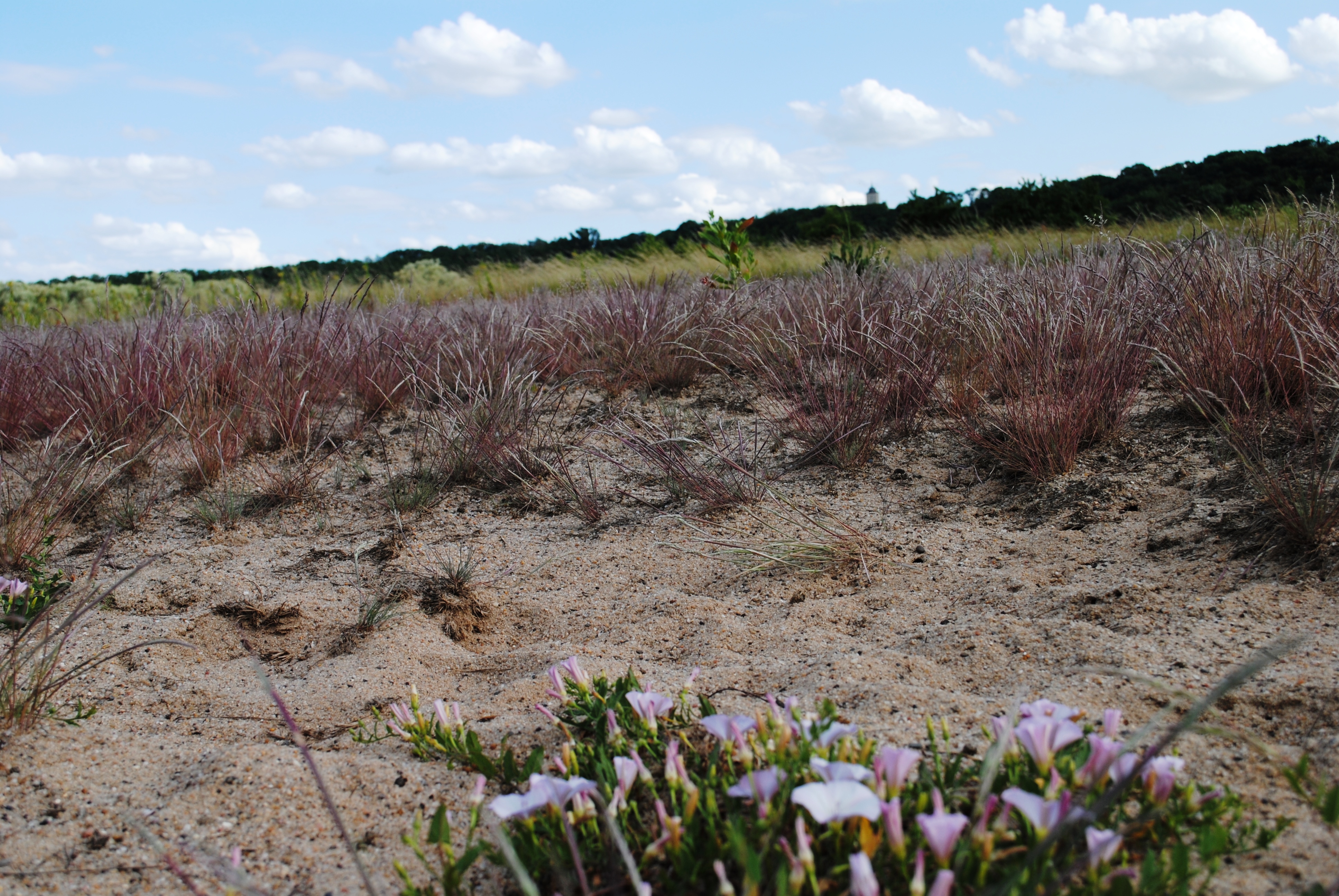 Naturschutzgebiet, Astheimer Dürringswasen, Sandgrasheiden, unterhalb der Hallburg