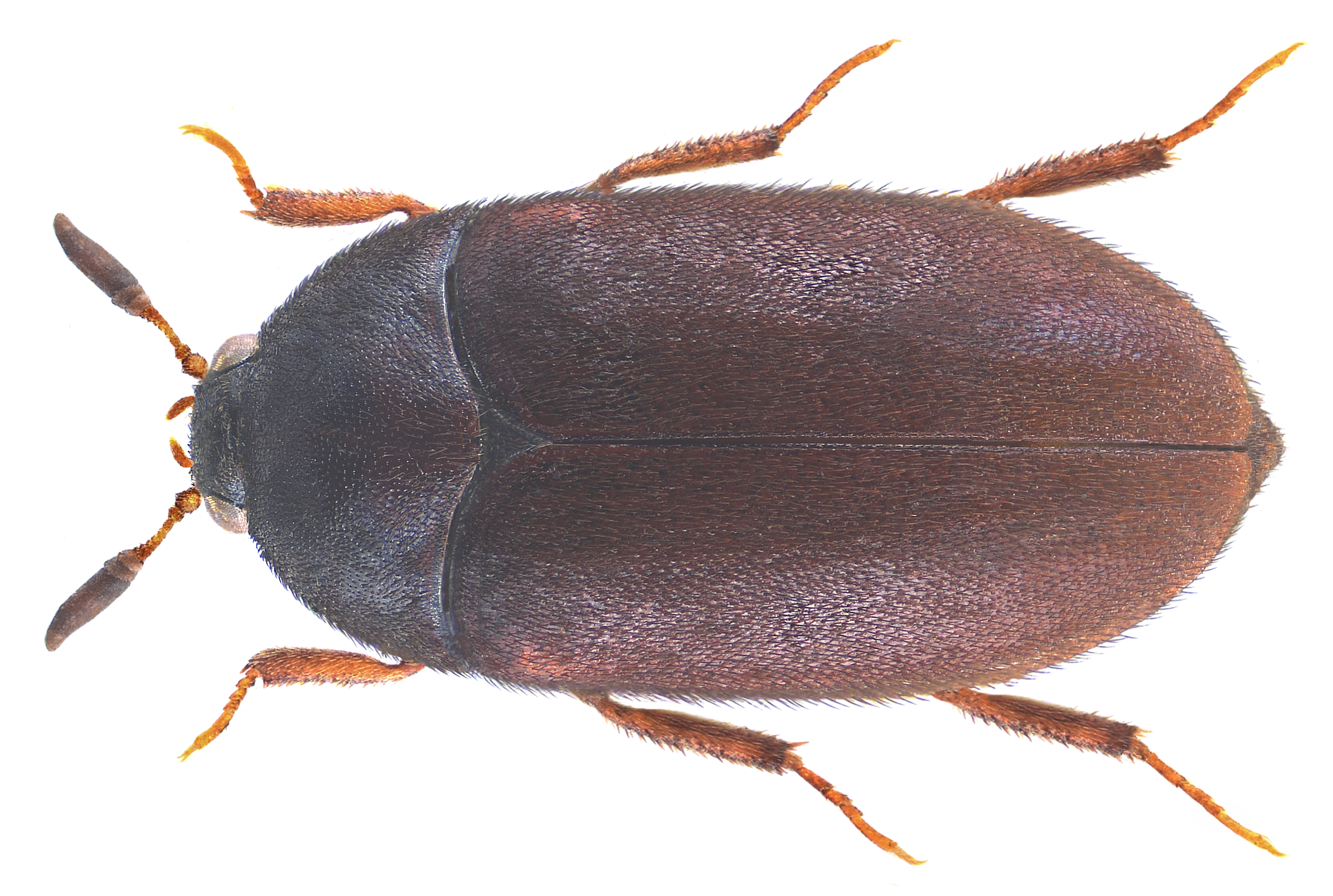 black carpet beetle - Attagenus unicolor (Brahm)