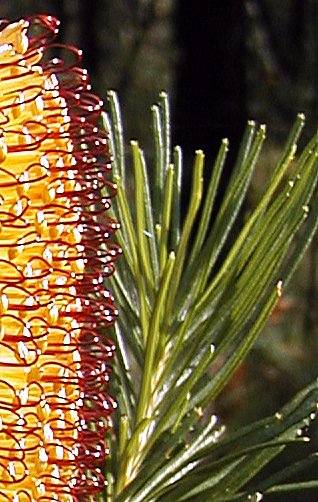File:B spinulosa Nowra2 cropped.jpg