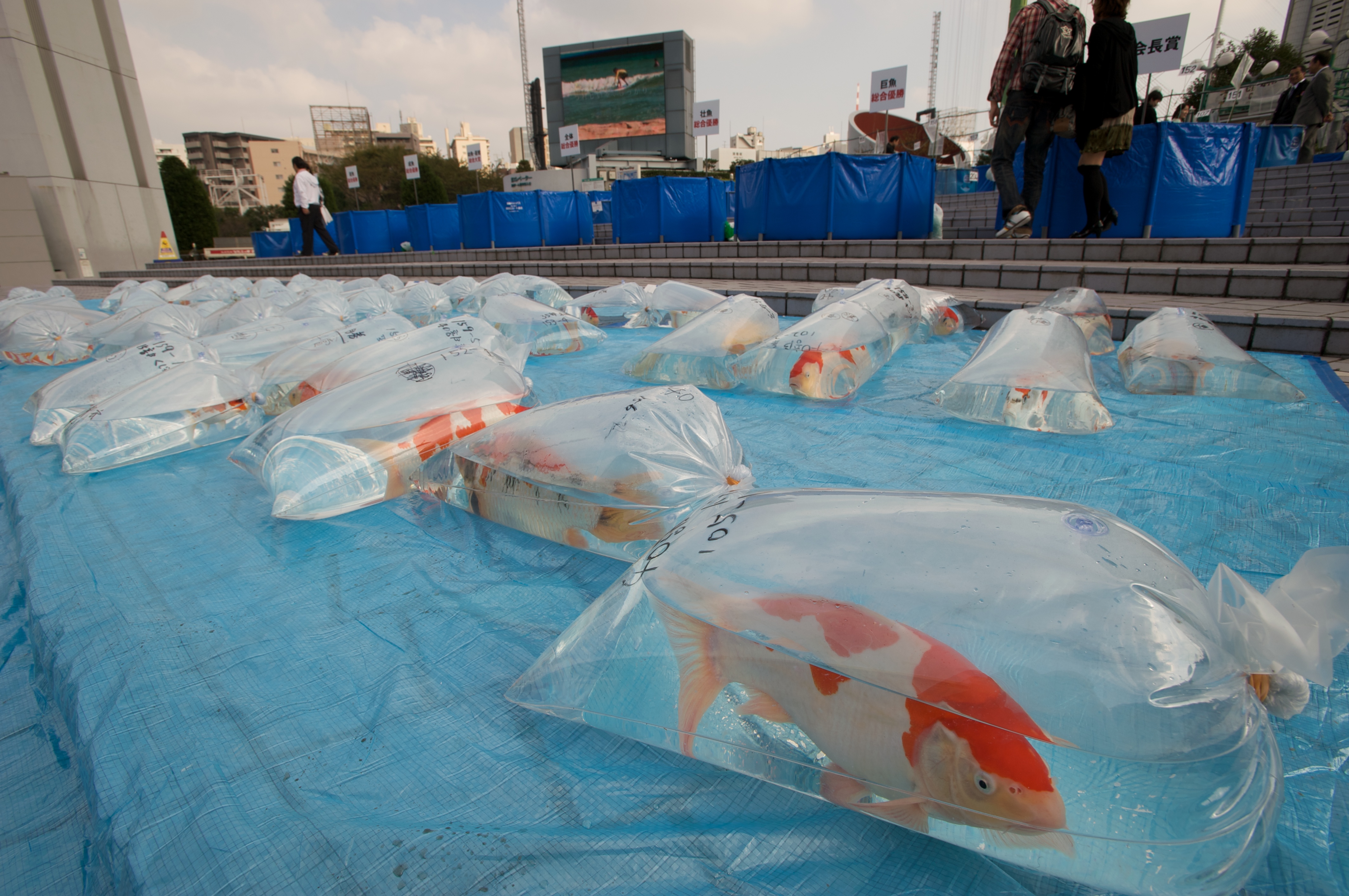 File:Bags of fish. (4106747356).jpg - Wikimedia Commons