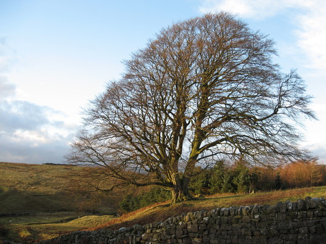 File:Beech tree near Pit House - geograph.org.uk - 625130.jpg