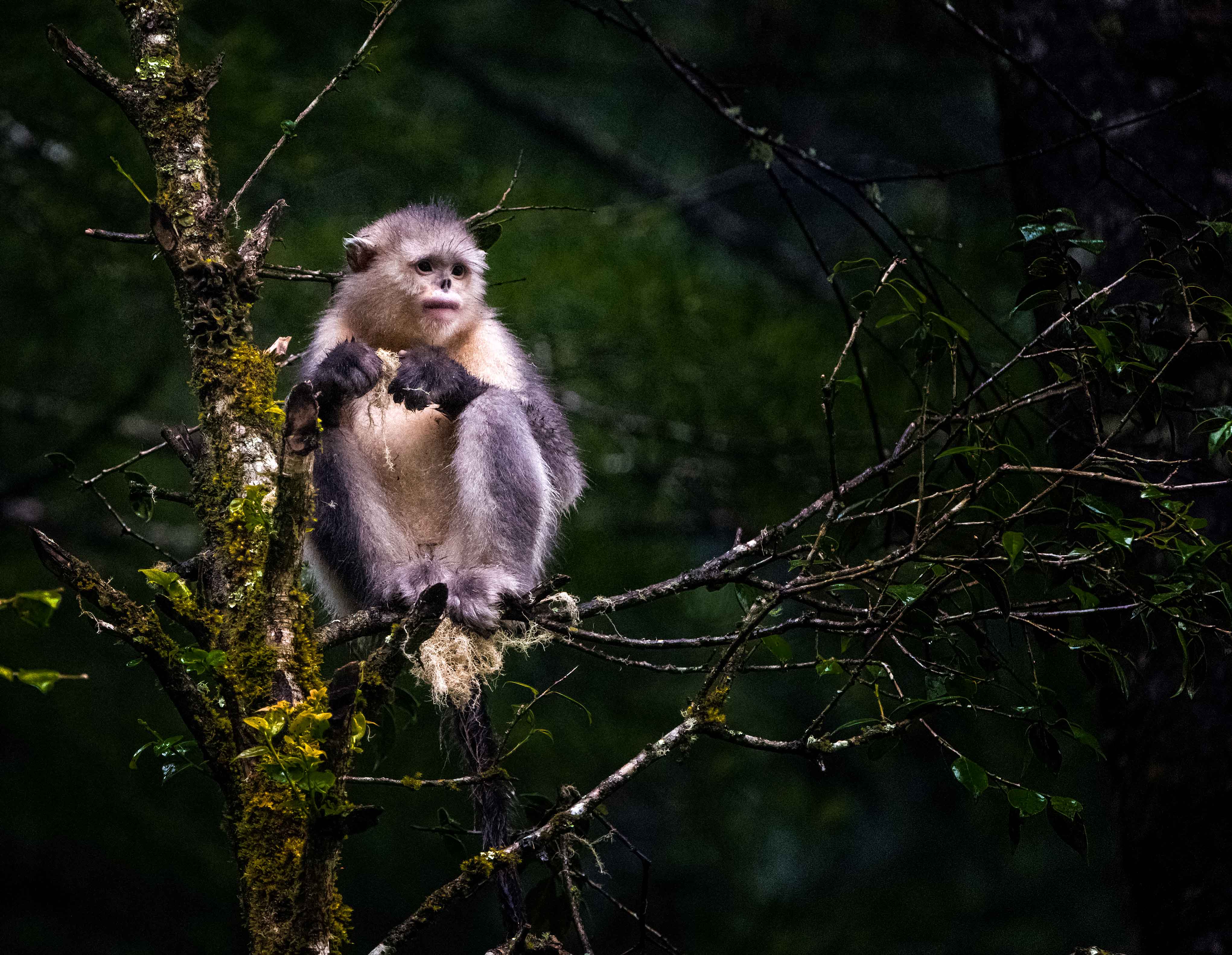 The sneezing monkey with an upturned face, and other other weird species, Endangered species