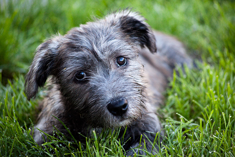 Blue brindle glen of imaal puppy