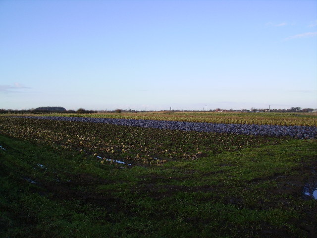 File:Cabbages - geograph.org.uk - 105178.jpg