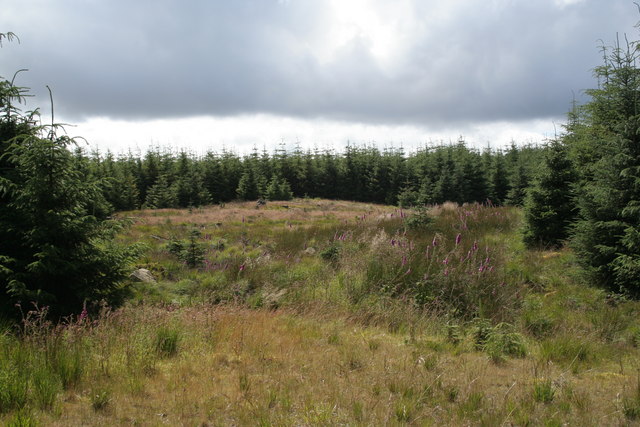 File:Clearing in the Forest - geograph.org.uk - 508203.jpg