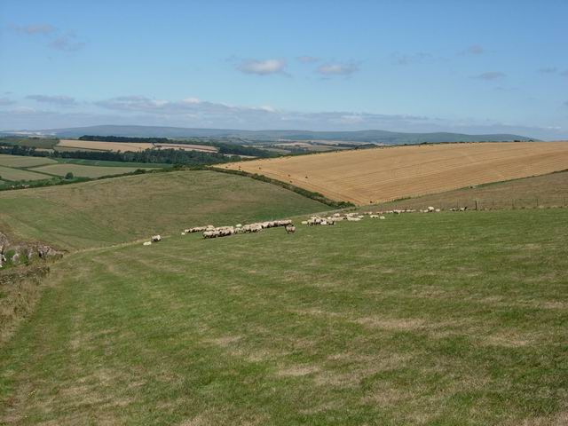 File:Cliff top grazing - geograph.org.uk - 221944.jpg