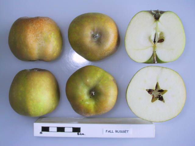 File:Cross section of Fall Russet, National Fruit Collection (acc. 1958-067).jpg