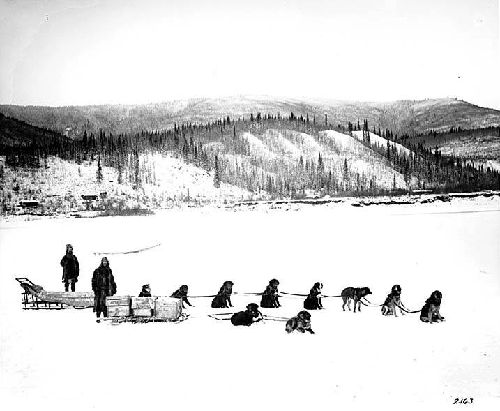 File:Dogsled teams hauling freight, Alaska, ca 1904 (NOWELL 65).jpeg