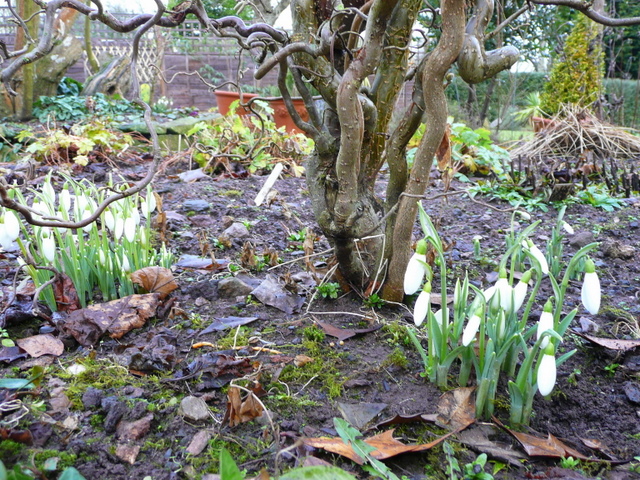 File:Drops of snow - geograph.org.uk - 1135351.jpg