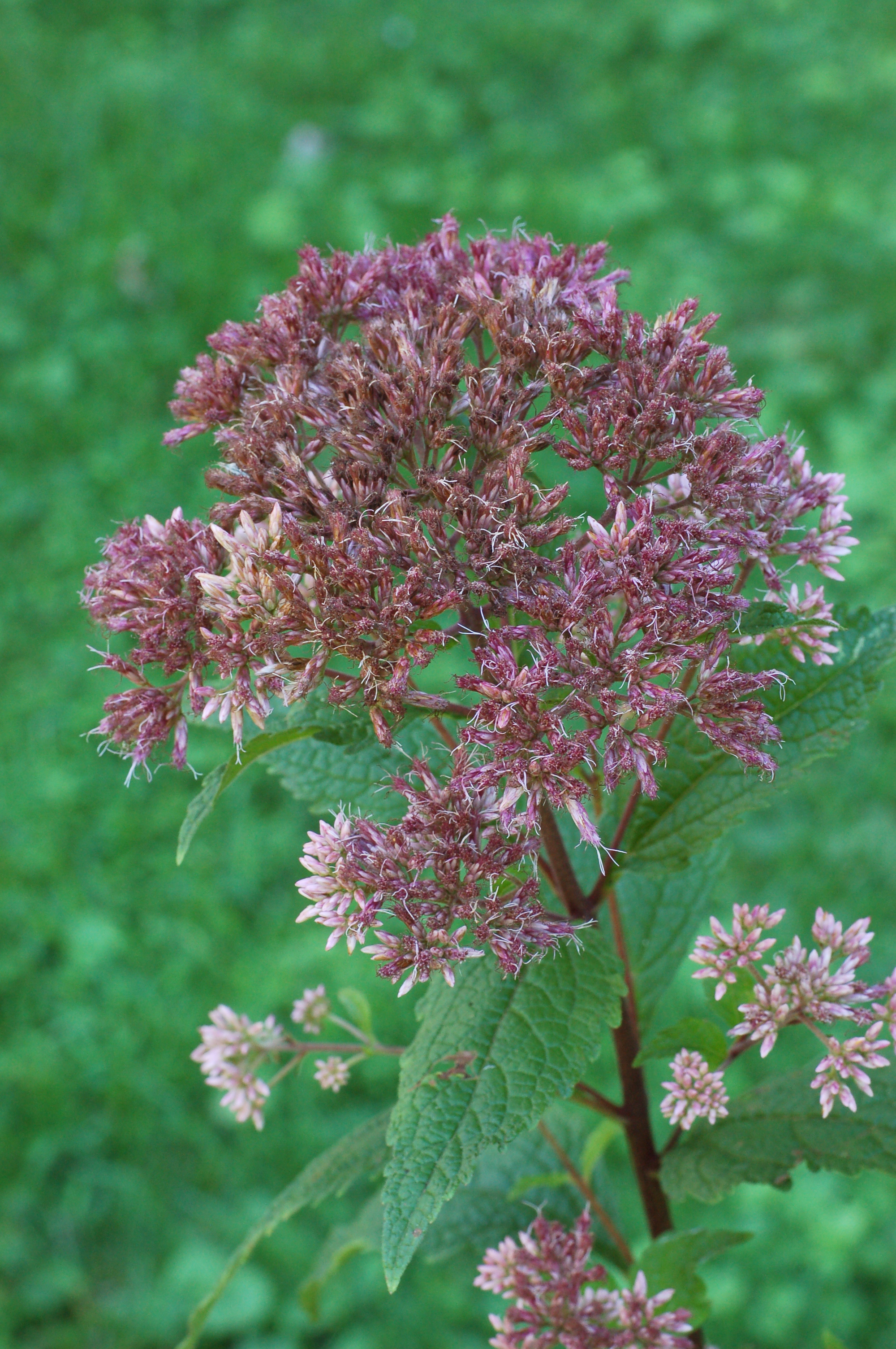 File:Eupatorium dubium 'Little Joe' Side.jpg - Wikimedia Commons