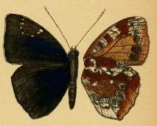 <i>Euriphene grosesmithi</i> Species of butterfly