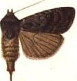 <i>Agrotis mesotoxa</i> Species of moth