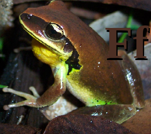 F is for Frog02.png