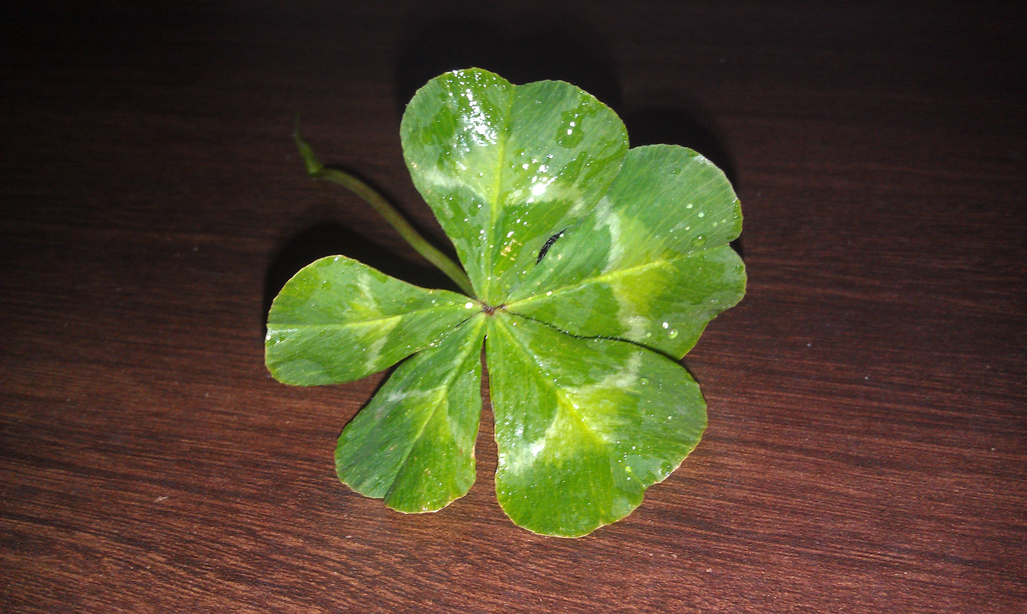 Four-leaf clover - Wikipedia