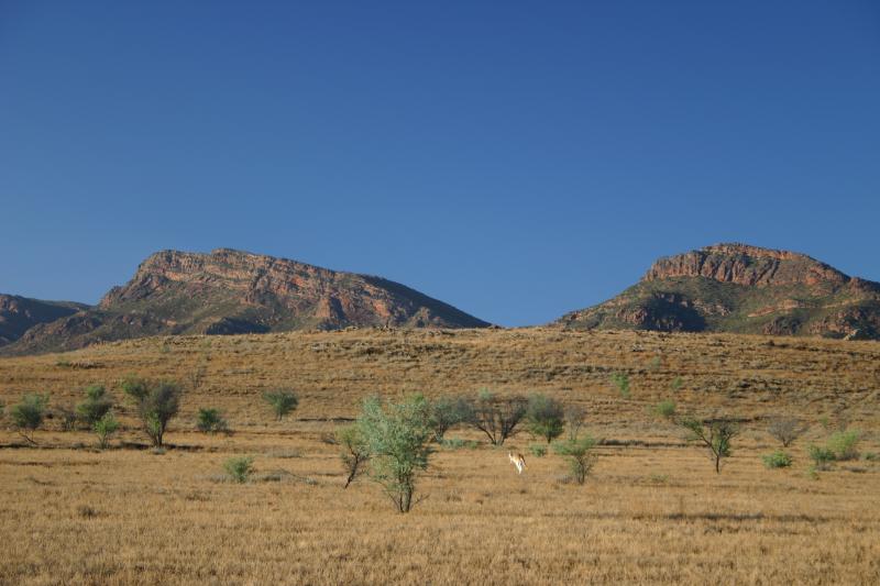 File:Flinders Ranges with Kangaroo.jpg