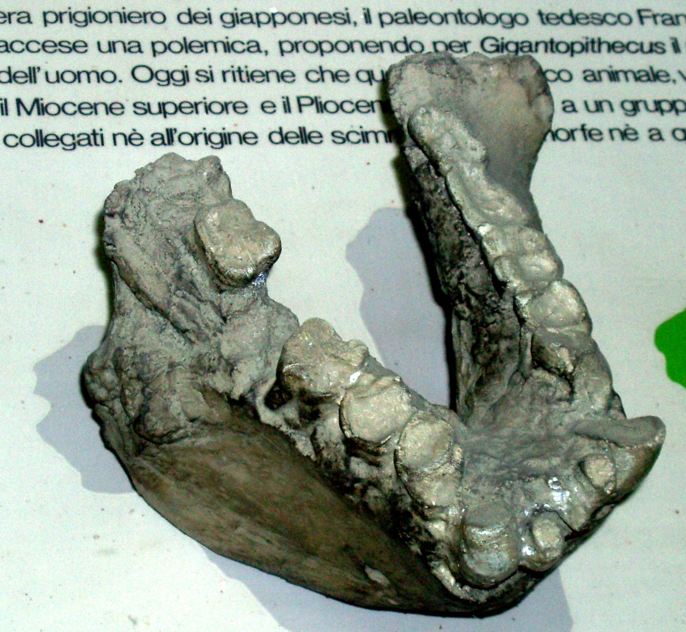 gigantopithecus fossils