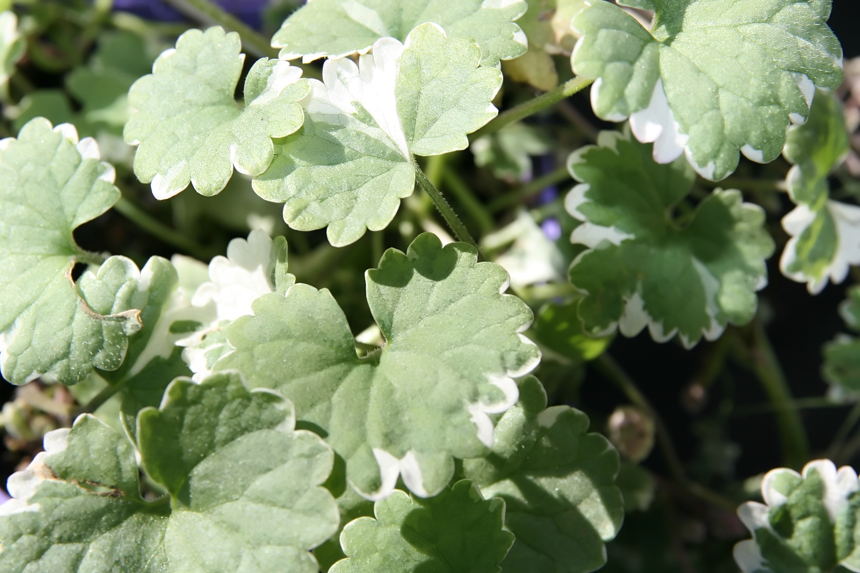 Будра вариегатная фото. Глехома variegata. Будра плющевидная variegata. Будра плющелистная Вариегата. Glechoma hederacea variegata.