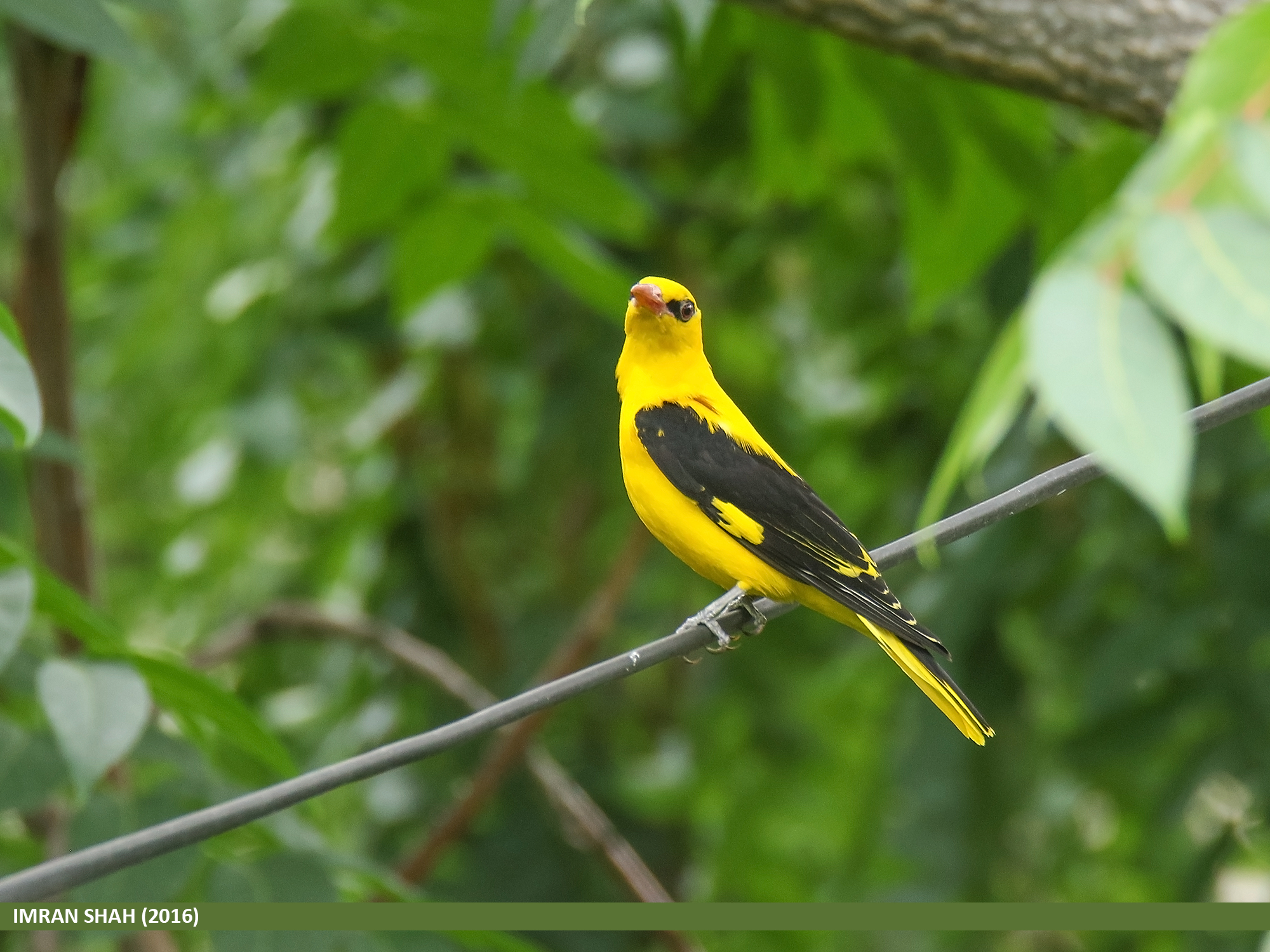 Ways to help bird populations photos