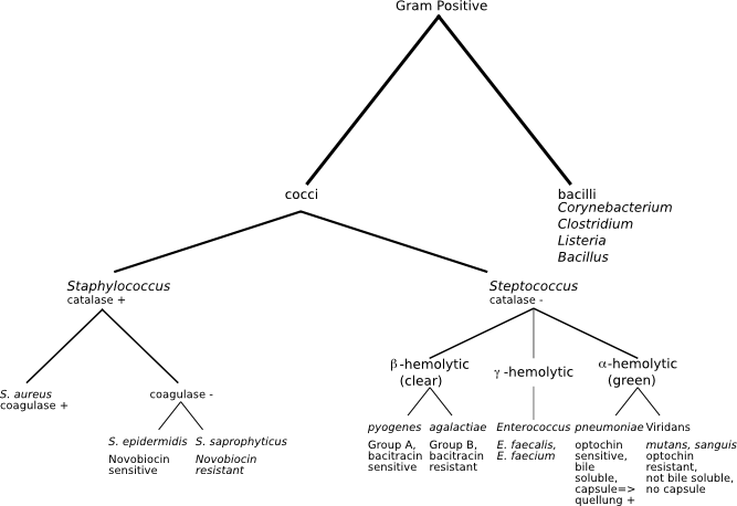 File:Gram Positive Classification.png