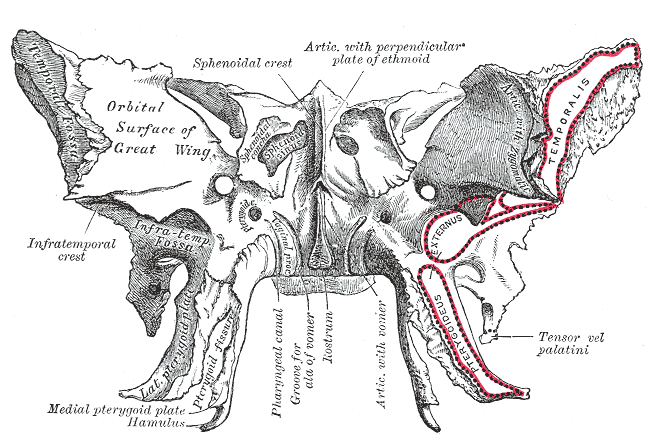 a sphenoid ízület fáj