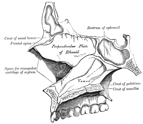 File:Gray195.png