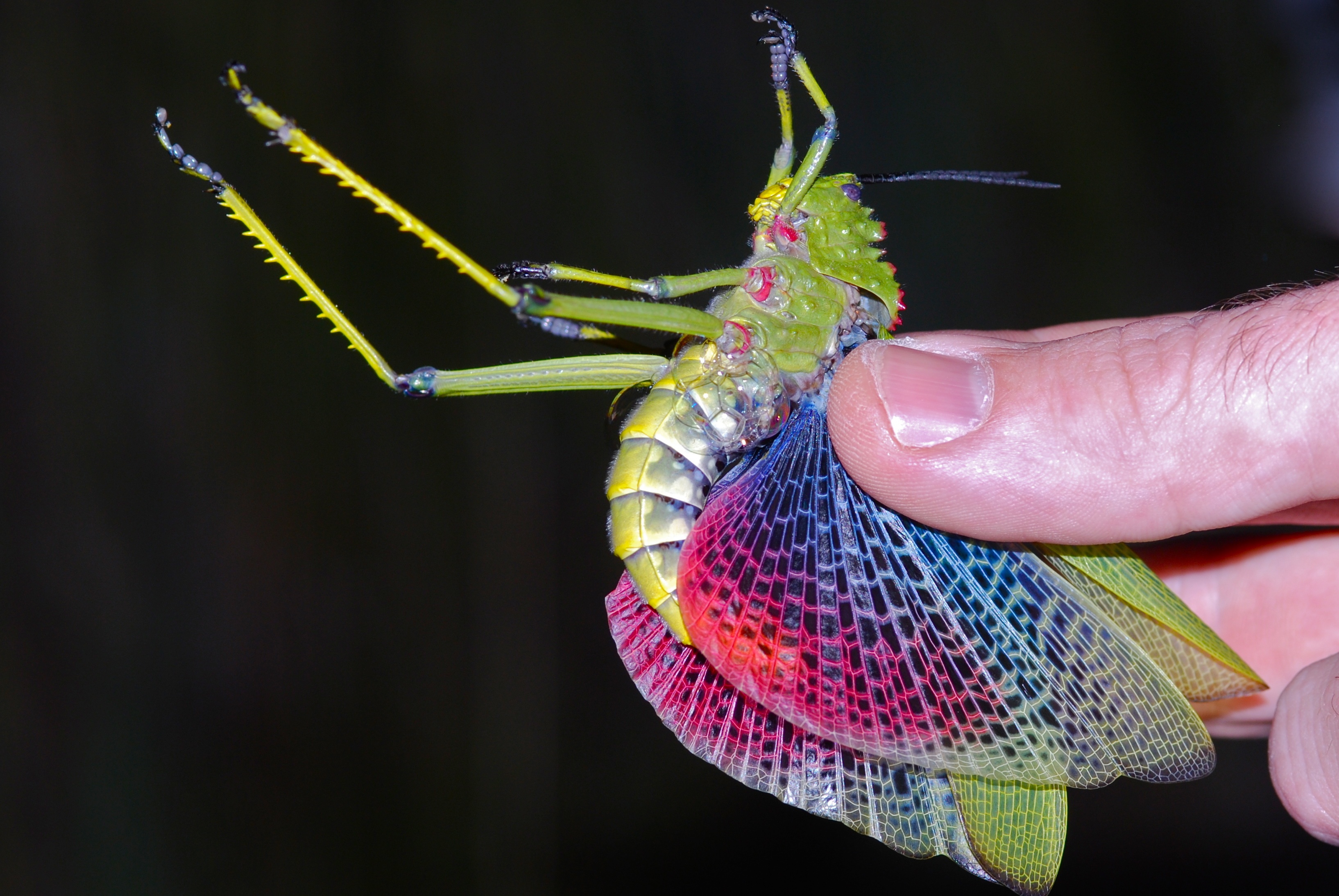 Green Milkweed Locust (Phymateus viridipes) (7006354429).jpg