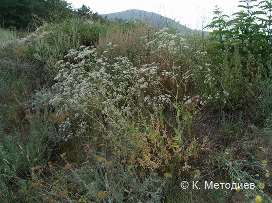 File:Gypsophila tekirae.jpg