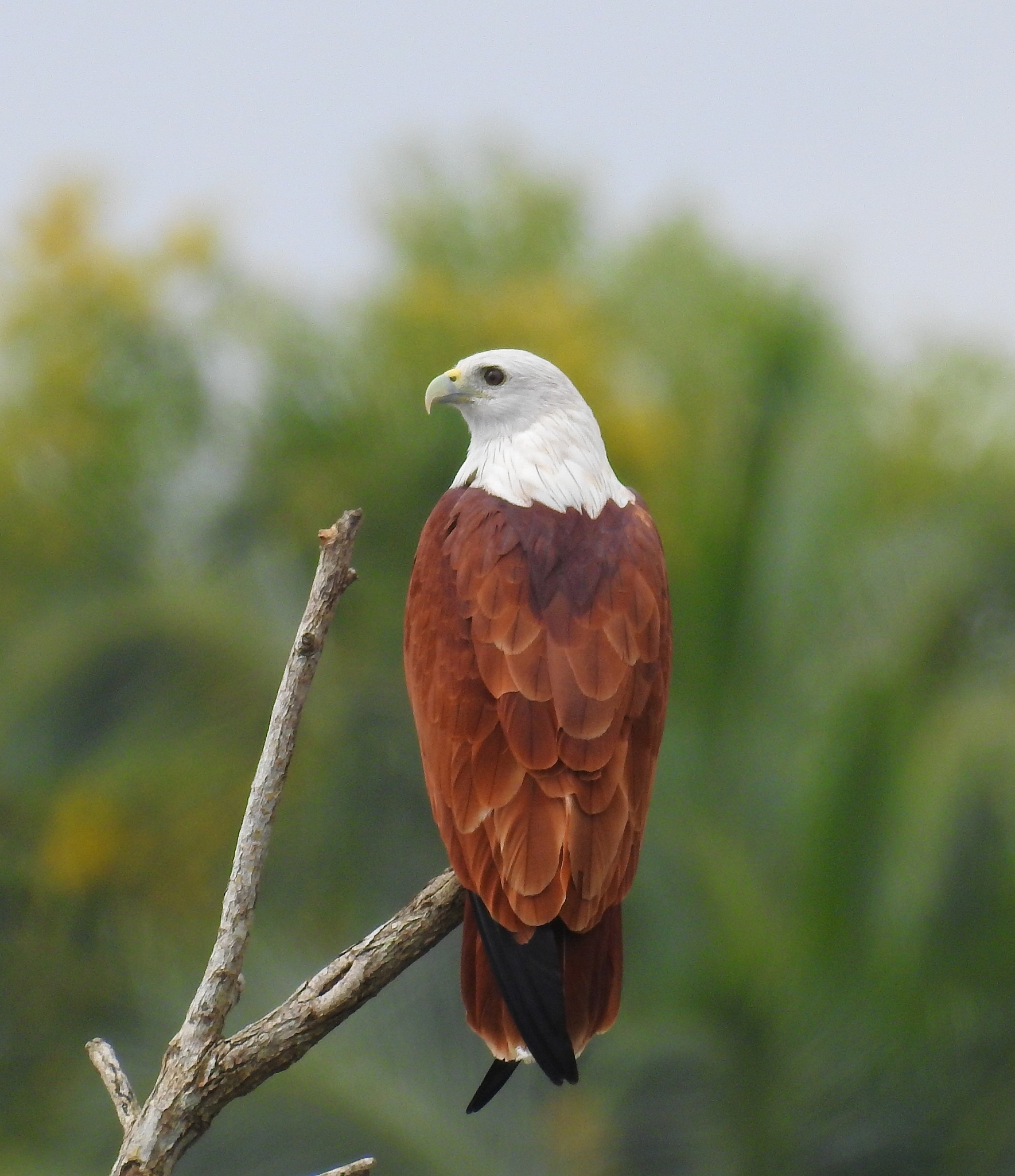 Brahminy kite - Wikipedia