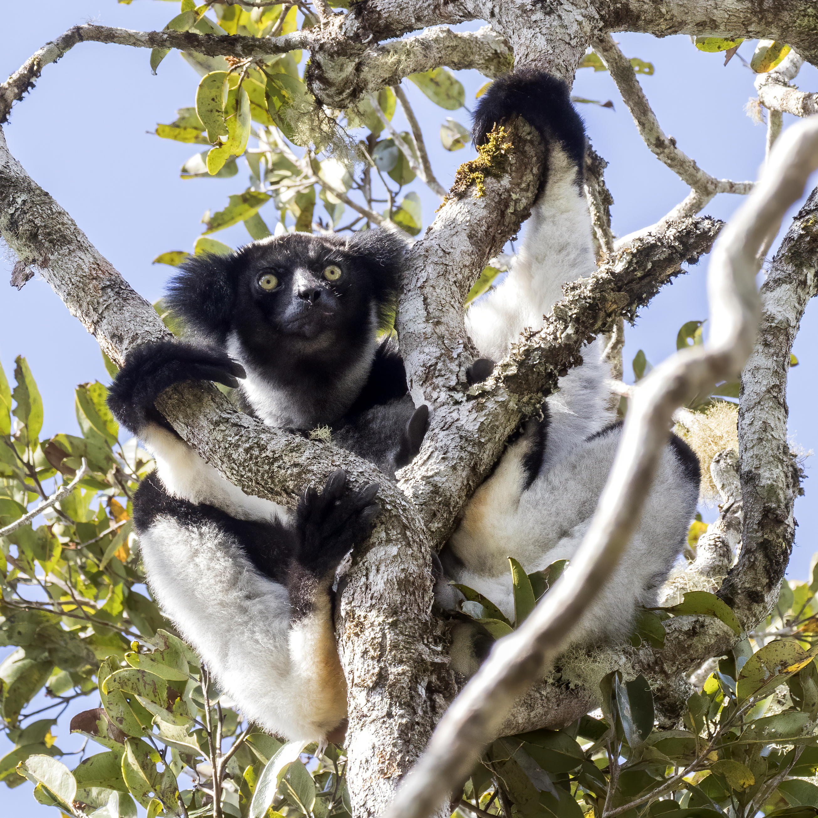 indri lemur size