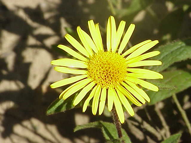 File:Inula hirta0.jpg