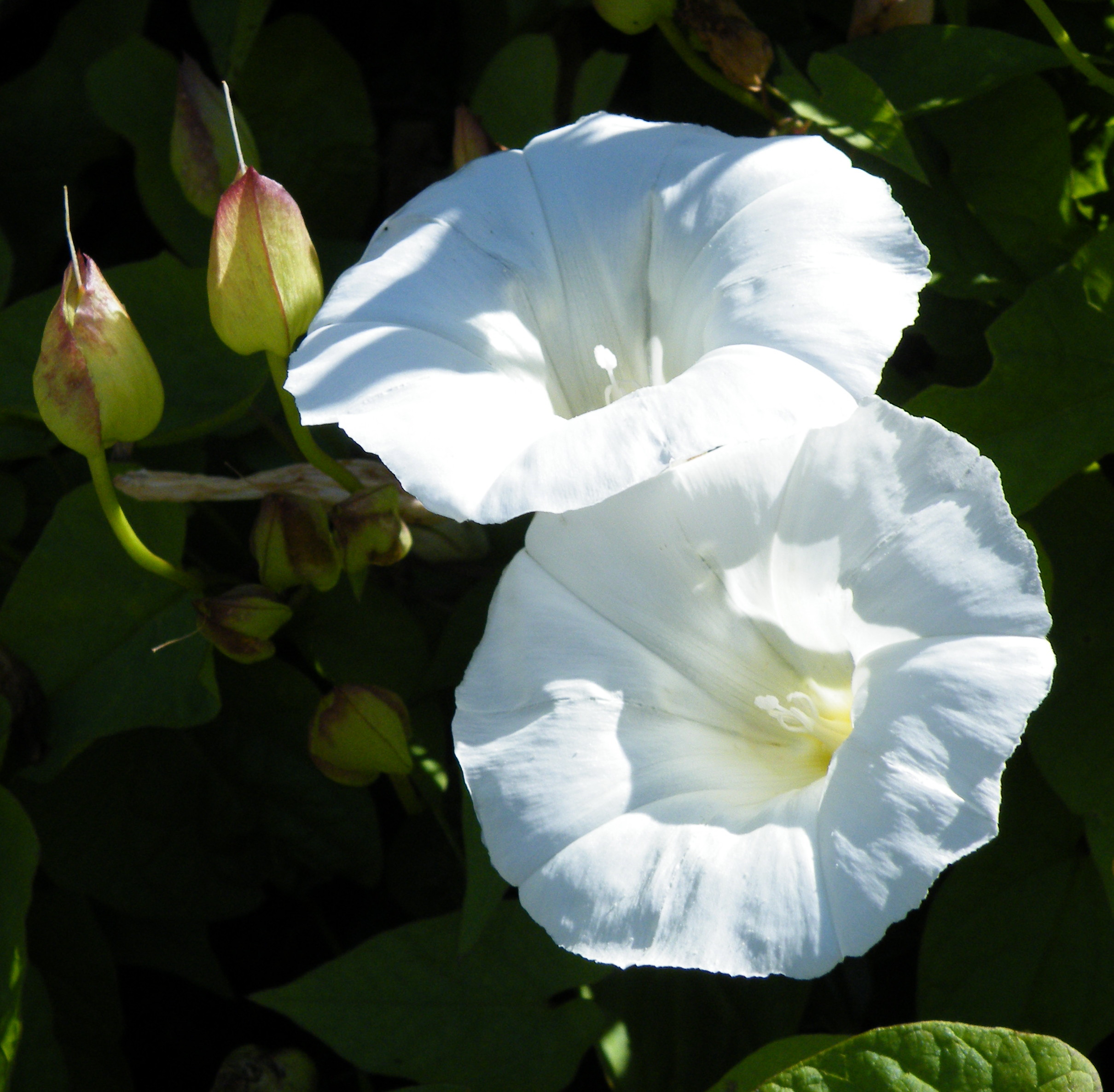 Large Bindweed (Calystegia silvatica) (3697223145).jpg