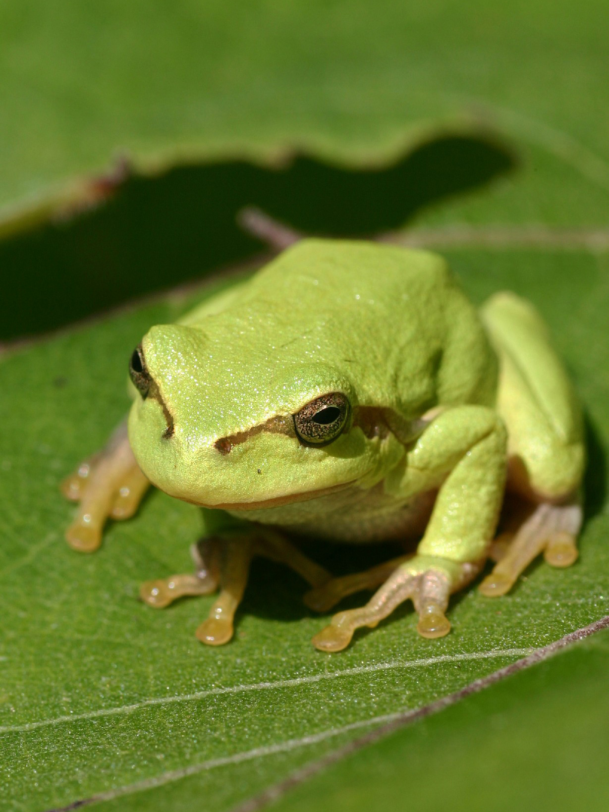 purple tree frog species